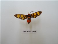 藏品(紅腹鹿子蛾)的圖片